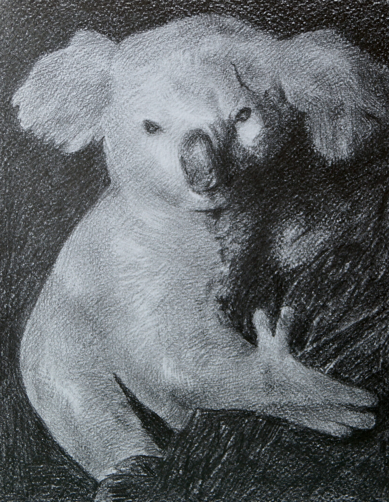 Koala