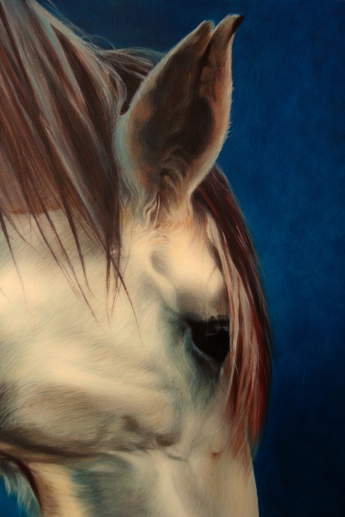 Seepferdchen (Detail)