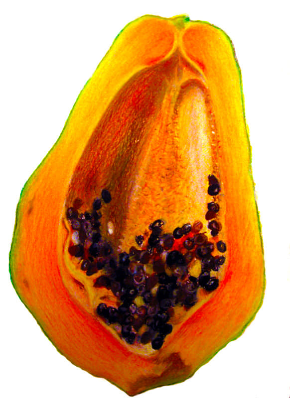 Papaya