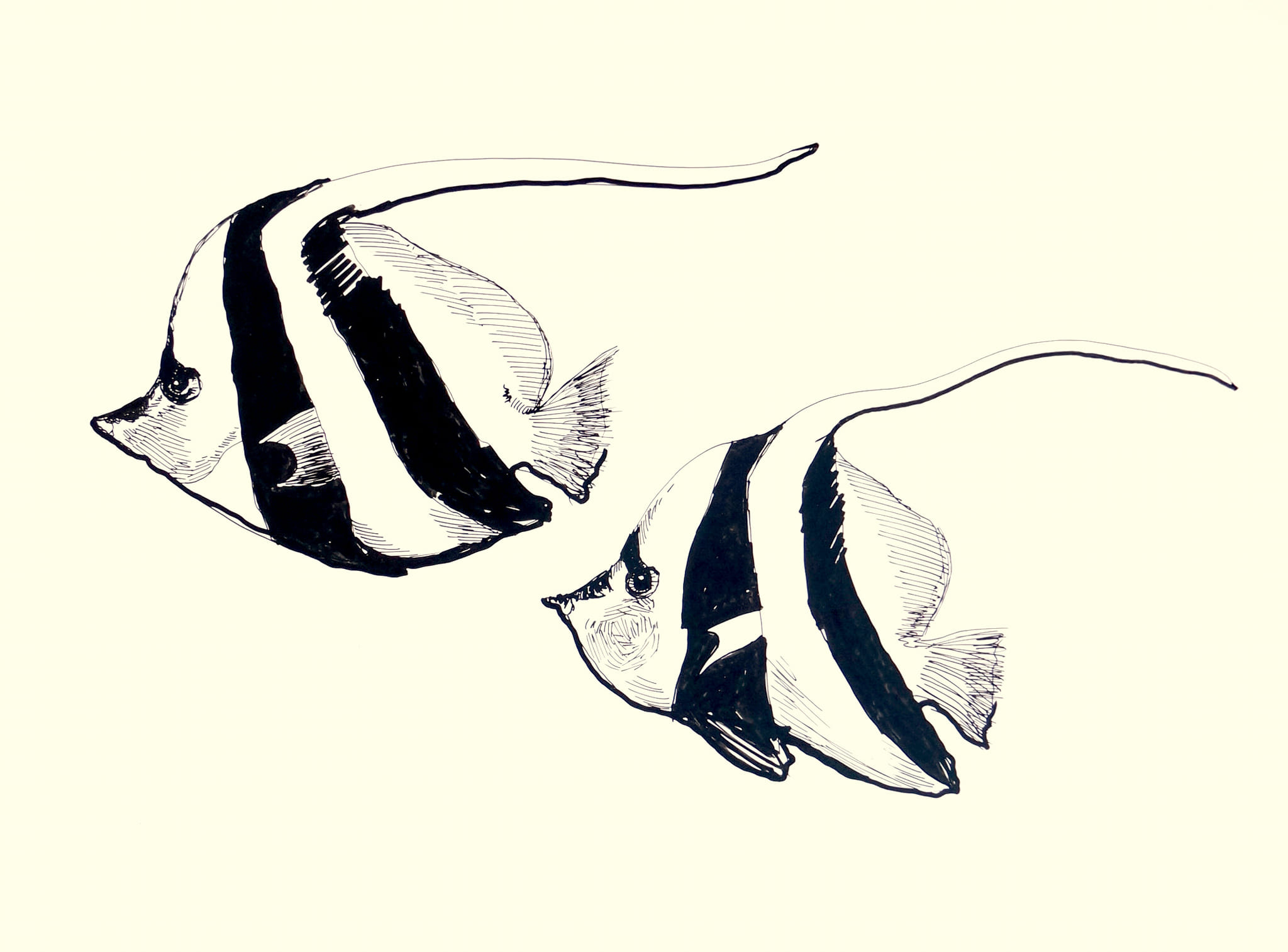 Kaiserfisch